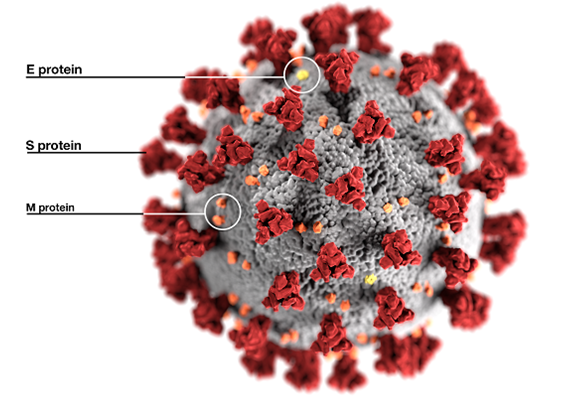 SARS-CoV-2